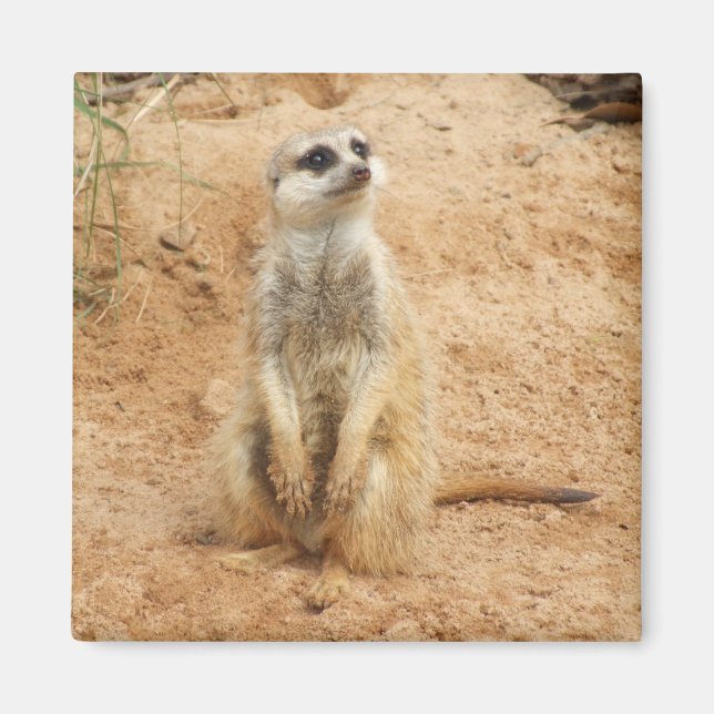 Íman Meerkat Magnet (Frente)