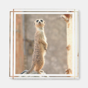 Íman Meerkat no ímã da atenção