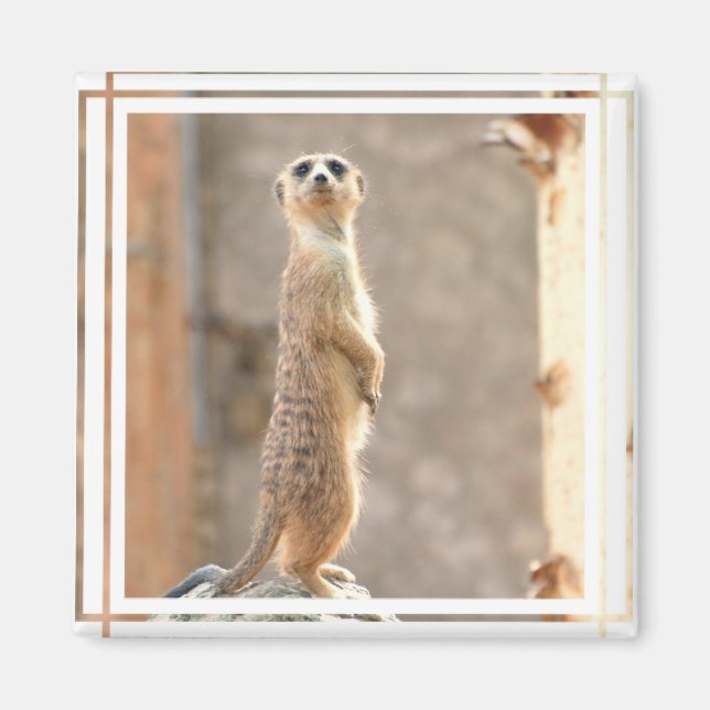 Íman Meerkat no Magnet de Atenção (Frente)