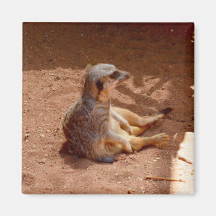 Íman Meerkat Sitting Fotografia, Imã de geladeira