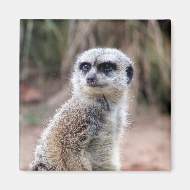 Íman meerkat stare (Frente)