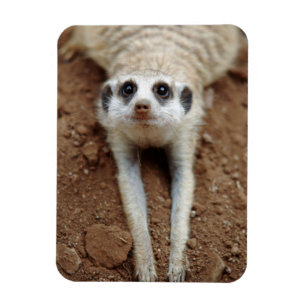 Íman Meerkat (Suricata Suricatta) que refrigera para