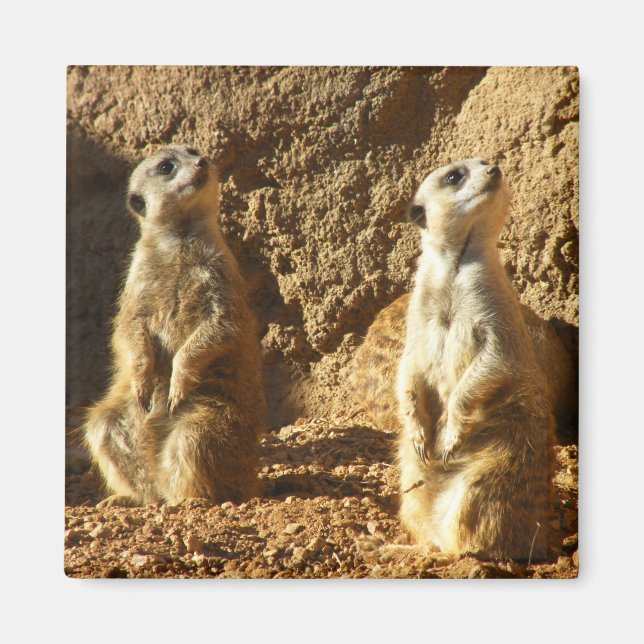 Íman Meerkats (Frente)