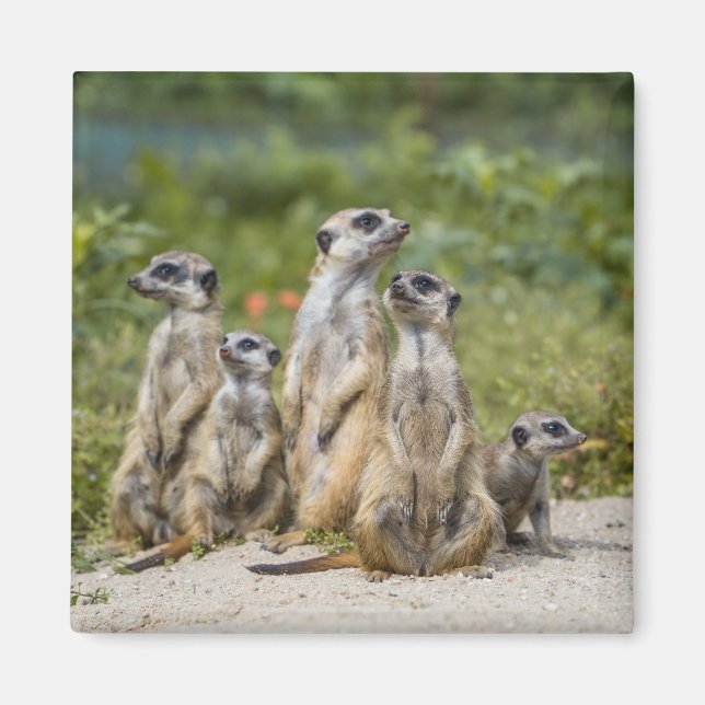 Íman Meerkats (Frente)