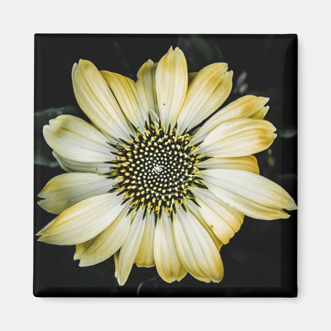 Íman Mel Amarelo de Flor de Mel (Frente)