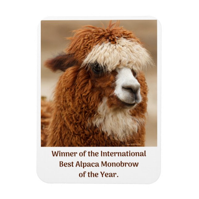 Íman Melhor Sobrancelha Única de Alpaca (Vertical)