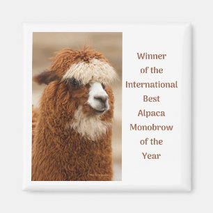 Íman Melhor Sobrancelha Única de Alpaca