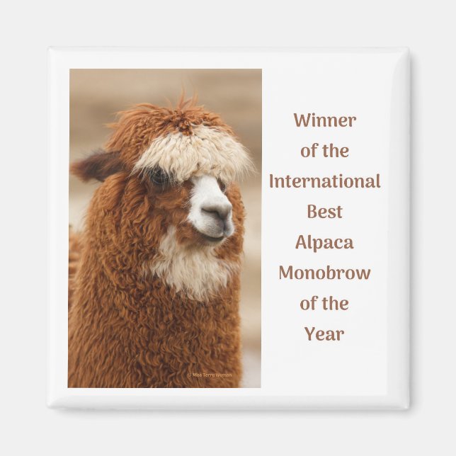 Íman Melhor Sobrancelha Única de Alpaca (Frente)