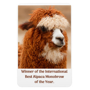 Íman Melhor Sobrancelha Única de Alpaca