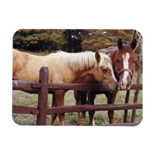 Íman Melhores amigos