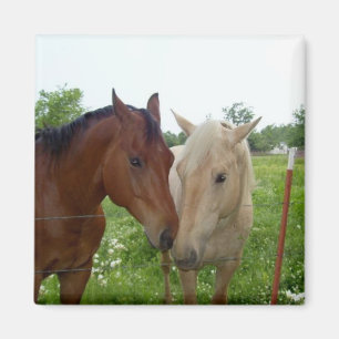 Íman Melhores Amigos para Sempre - Cavalos