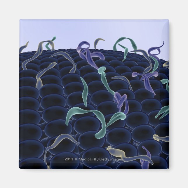 Íman Membrana celular amplificada (Frente)