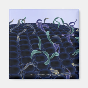 Íman Membrana de pilha ampliada