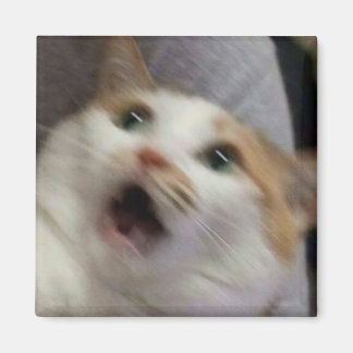 Íman Meme de gato surpreso