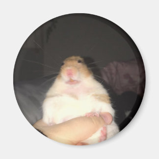 Íman Meme de hamster feio