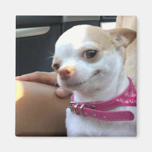 Íman Meme do Cão Chihuahua Bonito do Magnet