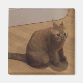 Íman Meme do gato cringe Oh não