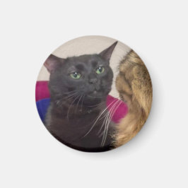 Íman Meme do gato desconectando