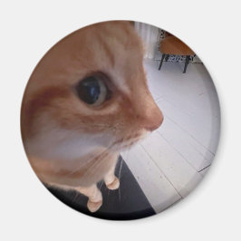 Íman Meme do gato olhando de lado