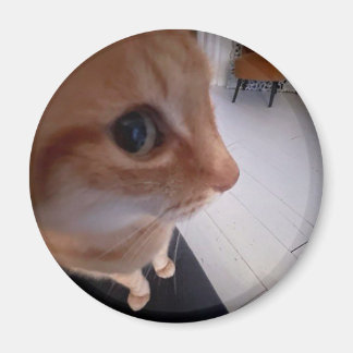 Íman Meme do gato olhando de lado