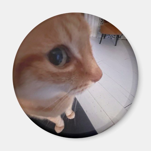 Íman Meme do gato olhando de lado (Frente)