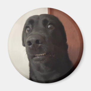 Íman Memória de Cachorro Assustada do Magnet