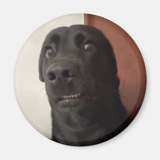 Íman Memória de Cachorro Assustada do Magnet (Frente)