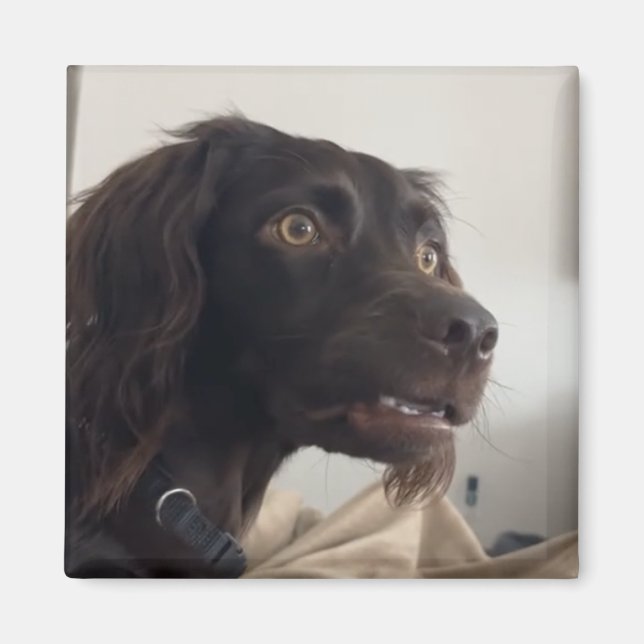 Íman Memória de Cachorro Confuso do Magnet (Frente)