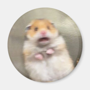Íman Memória de Hamster Assustada