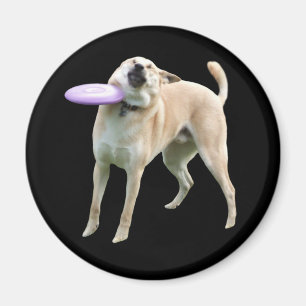 Íman Memória do Cachorro Frisbee