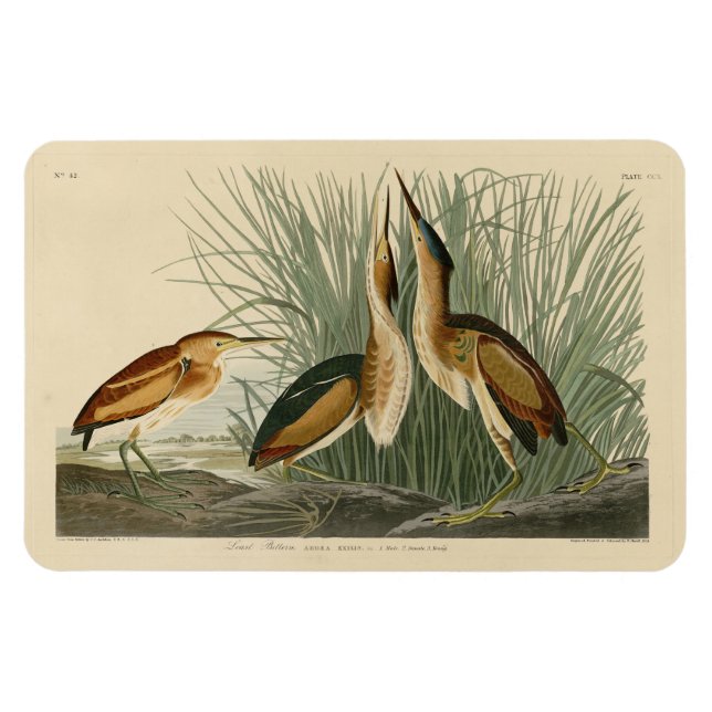 Íman Menos amargo das Aves da América de Audubon (Horizontal)