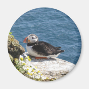 Íman Mergulhador de papagaio