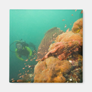 Íman mergulhador & peixe-escorpião Scorpanopsis
