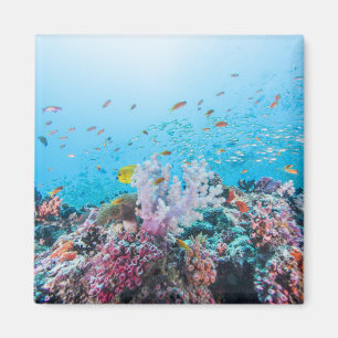 Íman Mergulho autónomo com recife e coral coloridos