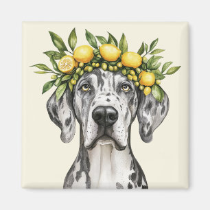 Íman Merle Great Dane Dog Lemon Crown