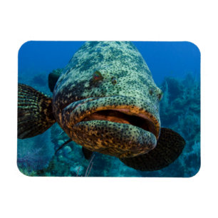 Íman Merou Gigante do Atlântico