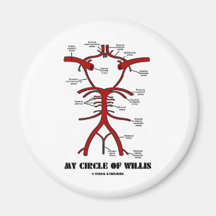 Íman Meu anél do Willis (Humor anatômico das artéria