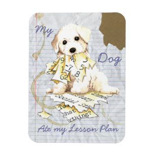 Íman Meu Bichon Frise comeu meu plano de aula