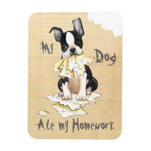 Íman Meu Boston Terrier Comeu Meu Trabalho De Casa