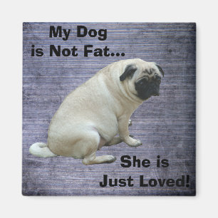 Íman Meu cão não é Pug gordo