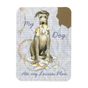 Íman Meu Deerhound Escocês Comeu meu Plano de Lição