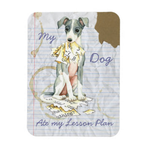 Íman Meu galgo italiano comeu meu plano de aula