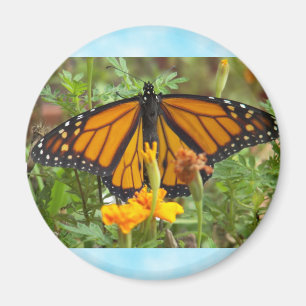 Íman Meu ímã-borboleta-monarca