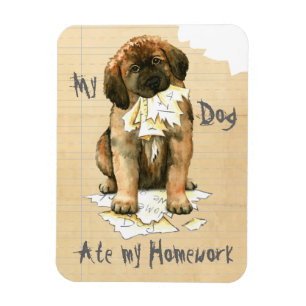 Íman Meu Leonberger Comeu Minha Casa