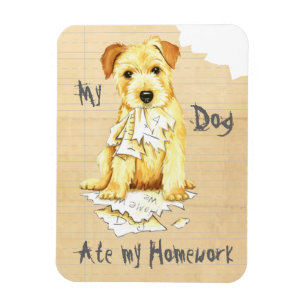 Íman Meu Norfolk Terrier Comeu Meu Trabalho De Casa