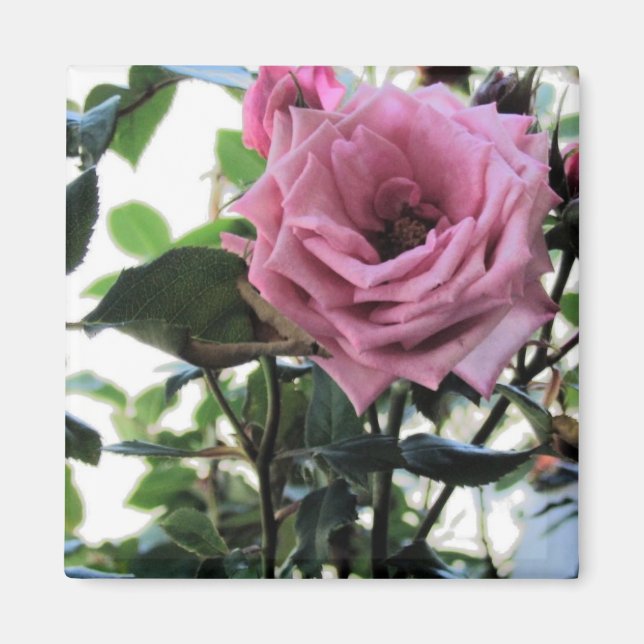 Íman Meu Rosa (Frente)