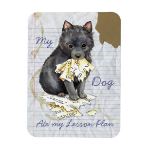 Íman Meu Schipperke comeu meu plano de aula