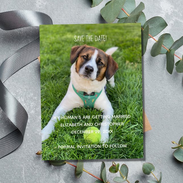 Íman Meus Humanos Estão se Casando Foto Salve a Data (Wedding Photo Save The Date for Dog Cat Owners.  My Human's are getting married.)