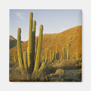 Íman México, Baja, Ilha de Santa Catalina, Mar de