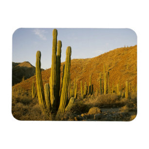 Íman México, Baja, Ilha de Santa Catalina, Mar de